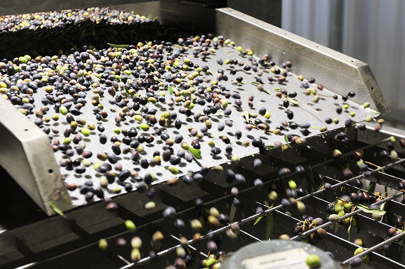olive olio di trevi