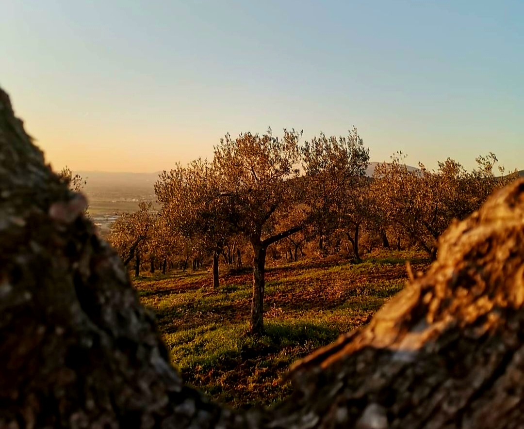 oliveti olio di trevi