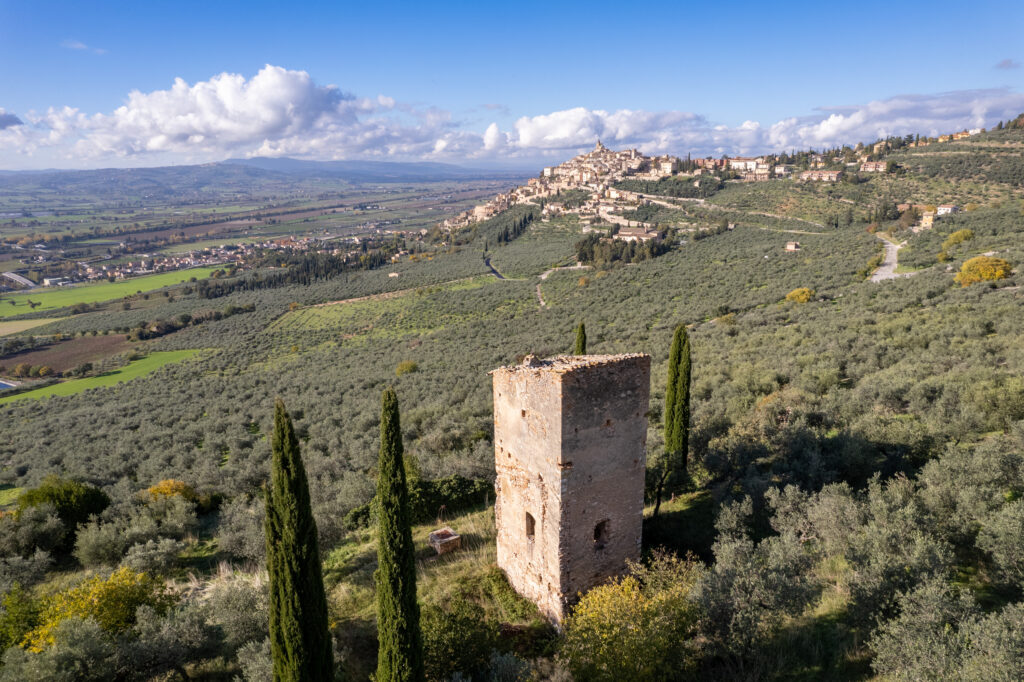 oliveti olio di trevi